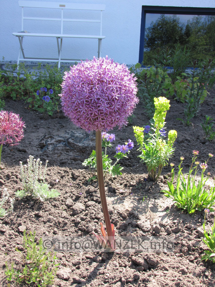 Allium Globemaster - ganz.JPG